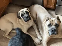 Frank, a female Cane Corso for sale in Towson, MD – 2 of 8