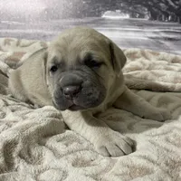 Blondie, a female Cane Corso for sale in Towson, MD – Photo 4 of 9