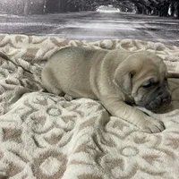 Blondie, a female Cane Corso for sale in Towson, MD – Photo 7 of 9