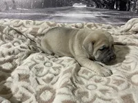 processed/e42e2817-1d5c-4bc9-b6e3-f4277654427c/listing/486de4ae-7859-46ea-990a-04181172584e/842c96ba-6046-48bb-a551-b691ef9d4f55