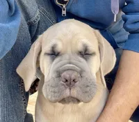 Blondie, a female Cane Corso for sale in Towson, MD – Photo 2 of 9
