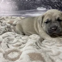 Blondie, a female Cane Corso for sale in Towson, MD – Photo 5 of 9