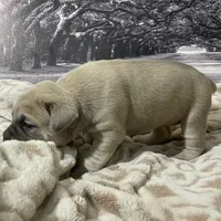 Blondie, a female Cane Corso for sale in Towson, MD – Photo 6 of 9