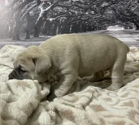 processed/e42e2817-1d5c-4bc9-b6e3-f4277654427c/listing/486de4ae-7859-46ea-990a-04181172584e/bdad555e-4494-4f2f-853e-eabfdf064f44