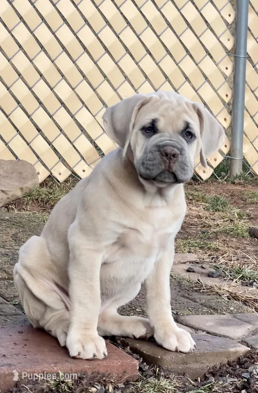 Blondie – Cane Corso puppy for sale in Towson, MD