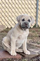 Blondie, a female Cane Corso for sale in Towson, MD – Photo 1 of 9