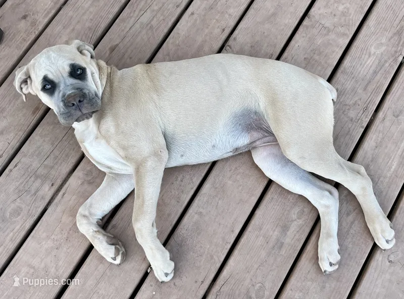 Blondie – Cane Corso puppy for sale in Towson, MD
