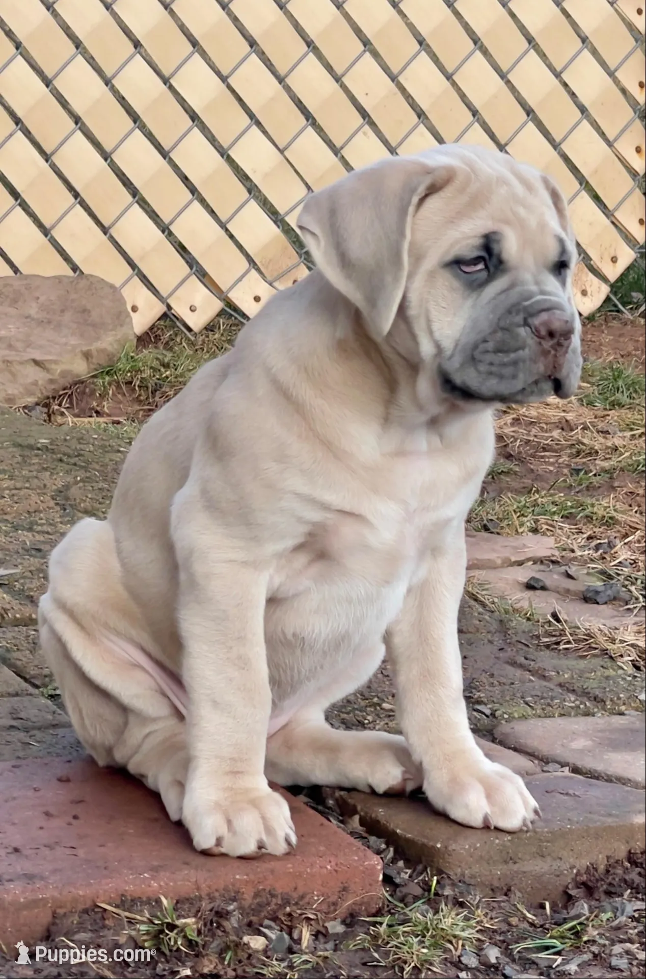Blondie, a female Cane Corso for sale in Towson, MD – Photo 3 of 9