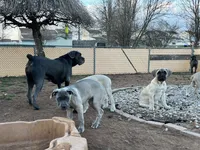 Pepper, a female Cane Corso for sale in Towson, MD – 4 of 6