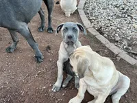 Pepper, a female Cane Corso for sale in Towson, MD – 1 of 6