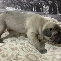 Pepper, a female Cane Corso for sale in Towson, MD – Photo 8 of 10