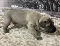 processed/e42e2817-1d5c-4bc9-b6e3-f4277654427c/listing/72b33997-959f-41e0-a05c-850cfac16fef/233bac6f-1753-448b-8b42-60c951742145