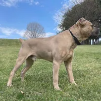 Pepper, a female Cane Corso for sale in Towson, MD – Photo 10 of 10