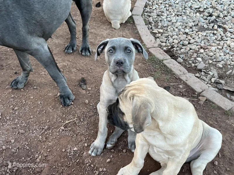 Pepper – Cane Corso puppy for sale in Towson, MD