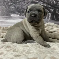 Pepper, a female Cane Corso for sale in Towson, MD – Photo 4 of 10