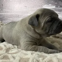 Pepper, a female Cane Corso for sale in Towson, MD – Photo 7 of 10