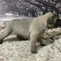 Pepper, a female Cane Corso for sale in Towson, MD – Photo 6 of 10