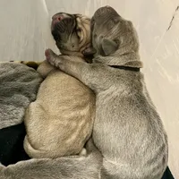 Pepper, a female Cane Corso for sale in Towson, MD – Photo 5 of 10