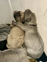 processed/e42e2817-1d5c-4bc9-b6e3-f4277654427c/listing/72b33997-959f-41e0-a05c-850cfac16fef/da0e6ae5-fa5b-45b6-b5d3-3dad56d7dbb0