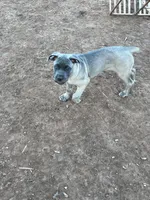 Pepper, a female Cane Corso for sale in Towson, MD – Photo 3 of 10