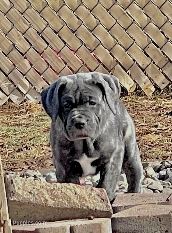 Masha – Cane Corso puppy for sale in Towson, MD