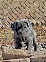 Masha, a female Cane Corso for sale in Towson, MD – Photo 1 of 10