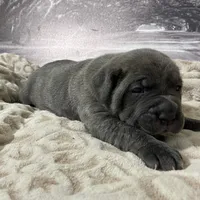 Masha, a female Cane Corso for sale in Towson, MD – Photo 6 of 10