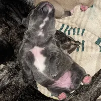 Masha, a female Cane Corso for sale in Towson, MD – Photo 7 of 10