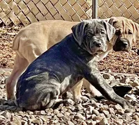 Masha, a female Cane Corso for sale in Towson, MD – Photo 2 of 10