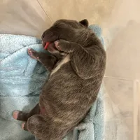 Masha, a female Cane Corso for sale in Towson, MD – Photo 8 of 10