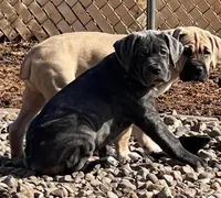 Masha, a female Cane Corso for sale in Towson, MD – Photo 2 of 10