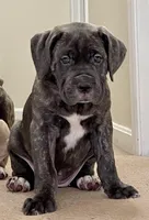 Masha, a female Cane Corso for sale in Towson, MD – Photo 3 of 10