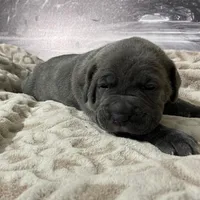 Masha, a female Cane Corso for sale in Towson, MD – Photo 5 of 10