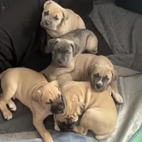 Sasha, a female Cane Corso for sale in Towson, MD – Photo 4 of 9