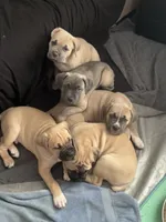 Sasha, a female Cane Corso for sale in Towson, MD – Photo 2 of 9