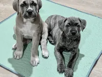 Sasha, a female Cane Corso for sale in Towson, MD – Photo 3 of 9