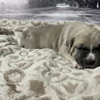 Sasha, a female Cane Corso for sale in Towson, MD – Photo 9 of 9