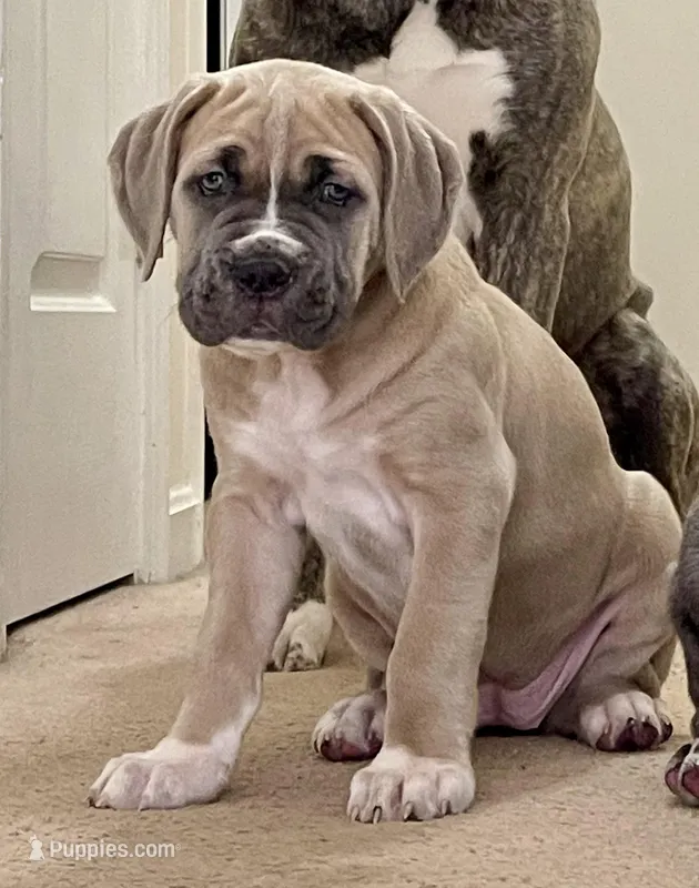 Sasha – Cane Corso puppy for sale in Towson, MD
