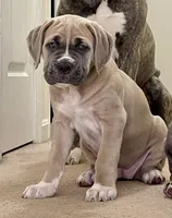 Sasha, a female Cane Corso for sale in Towson, MD – Photo 1 of 9