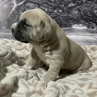 Sasha, a female Cane Corso for sale in Towson, MD – Photo 6 of 9