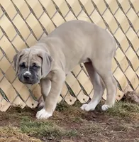 Sasha, a female Cane Corso for sale in Towson, MD – Photo 2 of 9