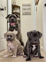 Sasha, a female Cane Corso for sale in Towson, MD – Photo 1 of 9