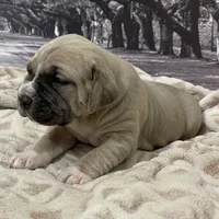Sasha, a female Cane Corso for sale in Towson, MD – Photo 7 of 9