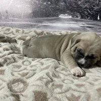 Sasha, a female Cane Corso for sale in Towson, MD – Photo 5 of 9