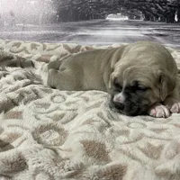 Sasha, a female Cane Corso for sale in Towson, MD – Photo 8 of 9