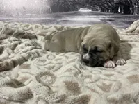 processed/e42e2817-1d5c-4bc9-b6e3-f4277654427c/listing/859a0719-f5ee-4796-aecc-3c1a860dd6c7/deb4a019-e704-4cfc-9ddd-24992d6ba6d2