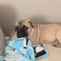 Frank, a female Cane Corso for sale in Towson, MD – Photo 4 of 8