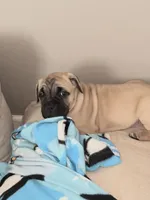 Frank, a female Cane Corso for sale in Towson, MD – Photo 1 of 8