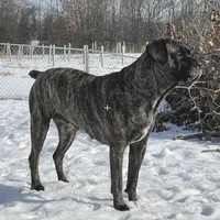 Frank, a female Cane Corso for sale in Towson, MD – Photo 7 of 8