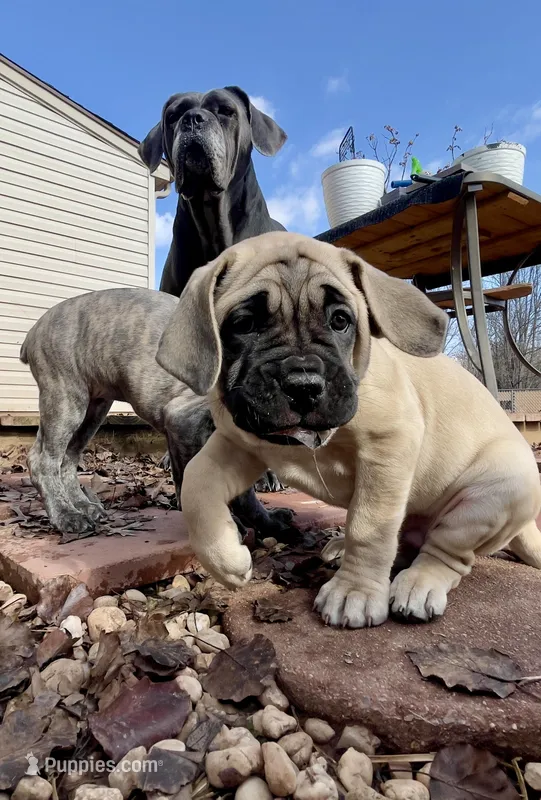 Frank – Cane Corso puppy for sale in Towson, MD